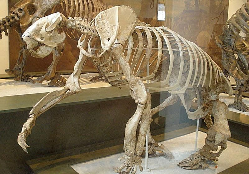 megalonyx