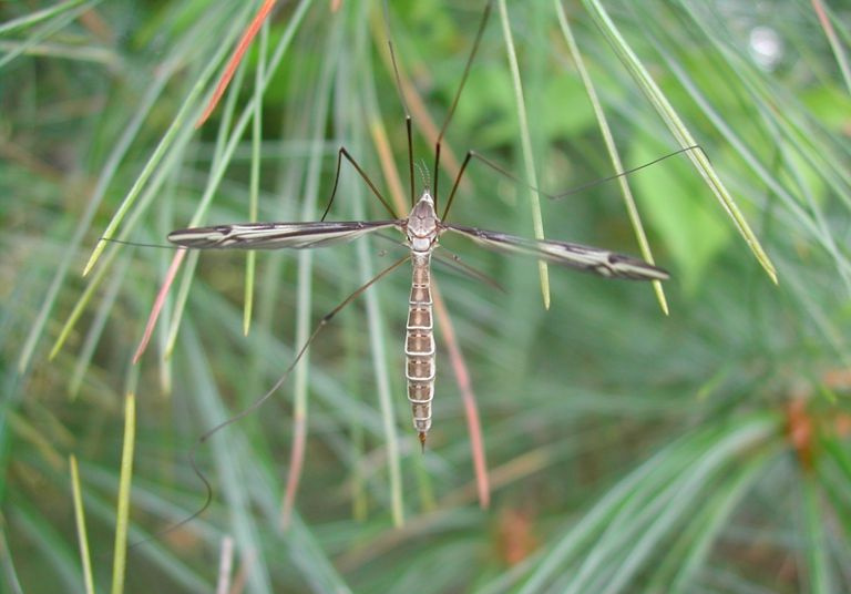 Kranich fliegen.