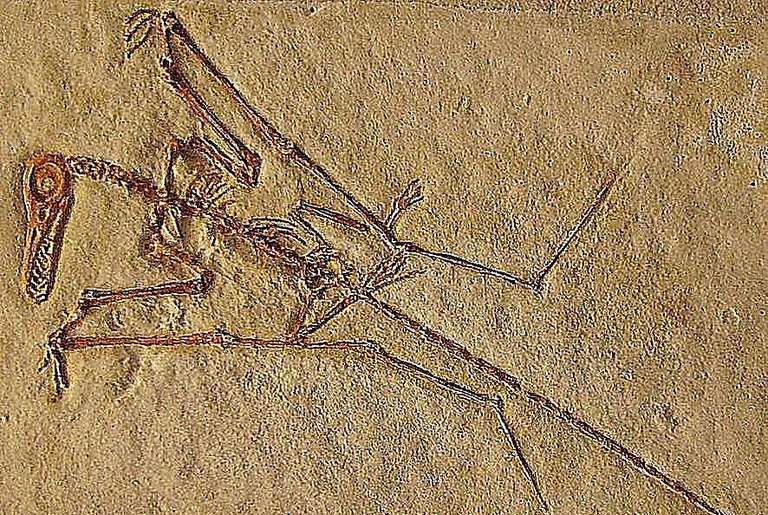 rhamphorhynchus