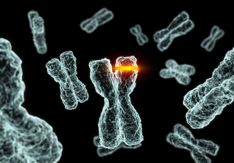 Chromosomenmutation