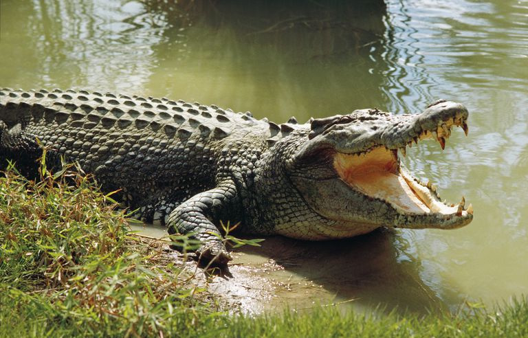 krokodyl słonowodny