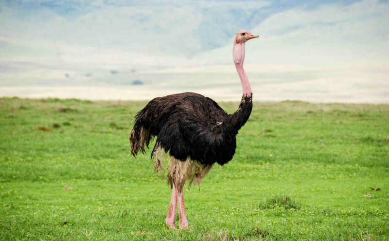struś