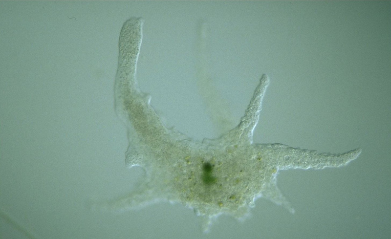 olbrzymia ameba