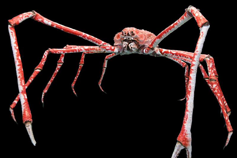 japoński krab pająk