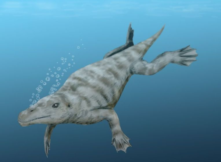 Illustration von Georgiacetus