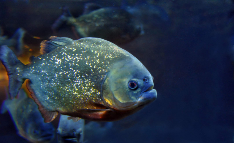 piranha.jpg