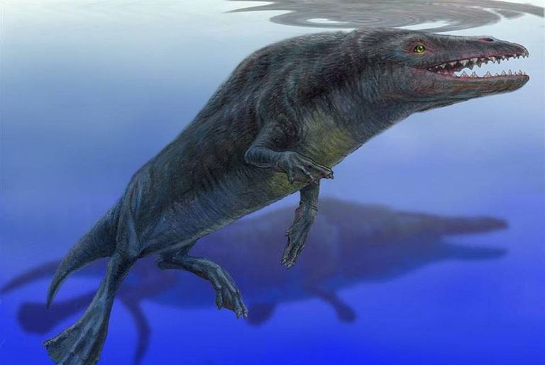 rodhocetus