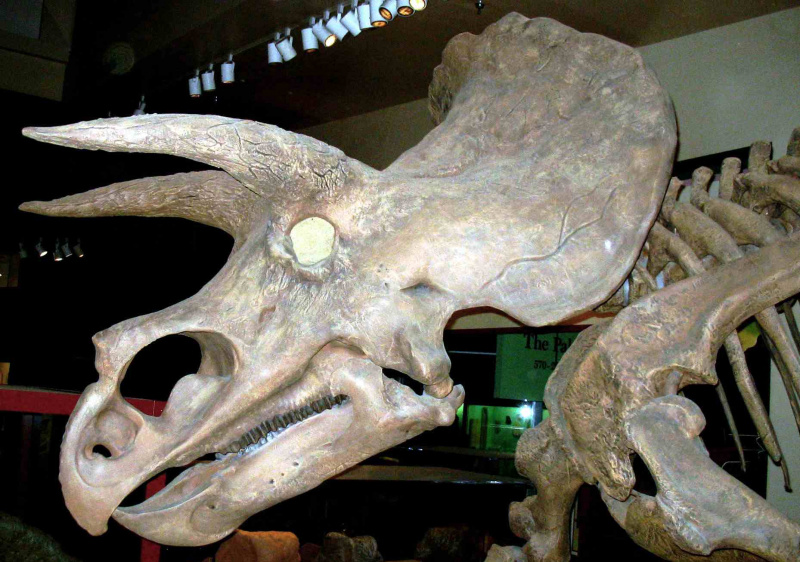 triceratops