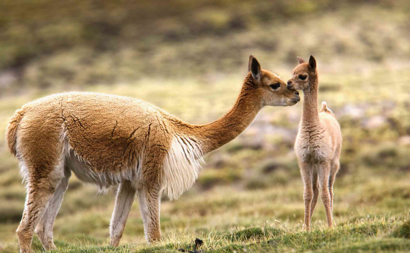 Guanaco and chulengo