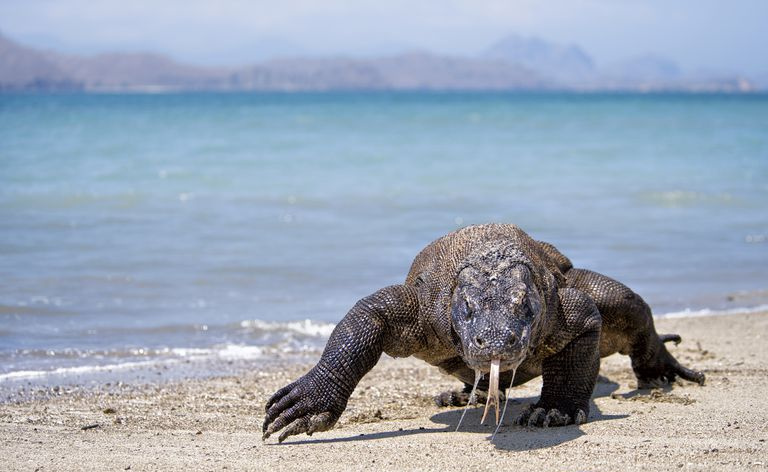 Un drago di Komodo che striscia su una spiaggia