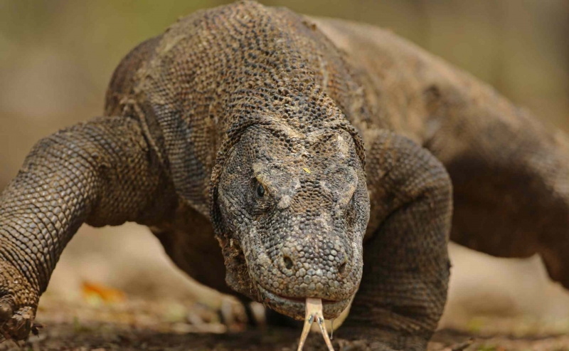 Primo piano del ritratto del drago di Komodo - Isola di Komodo, Indonesia