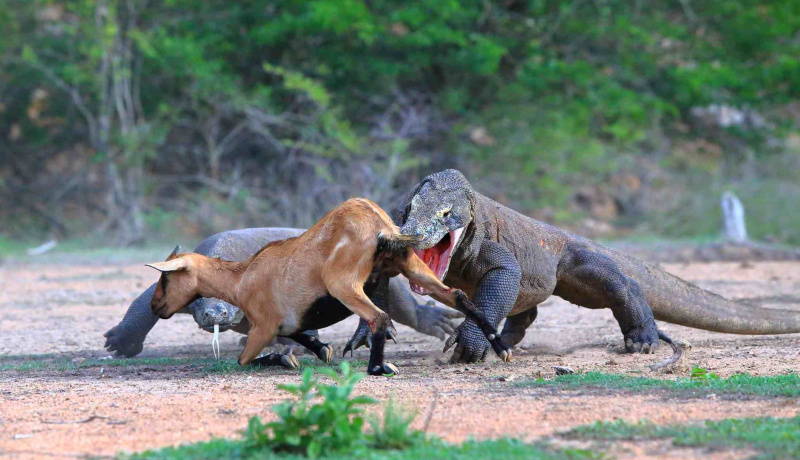 Una coppia di draghi di Komodo a caccia di un