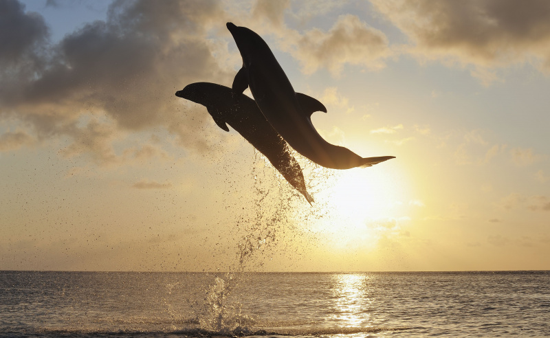 Tursiope (Tursiops truncatus).