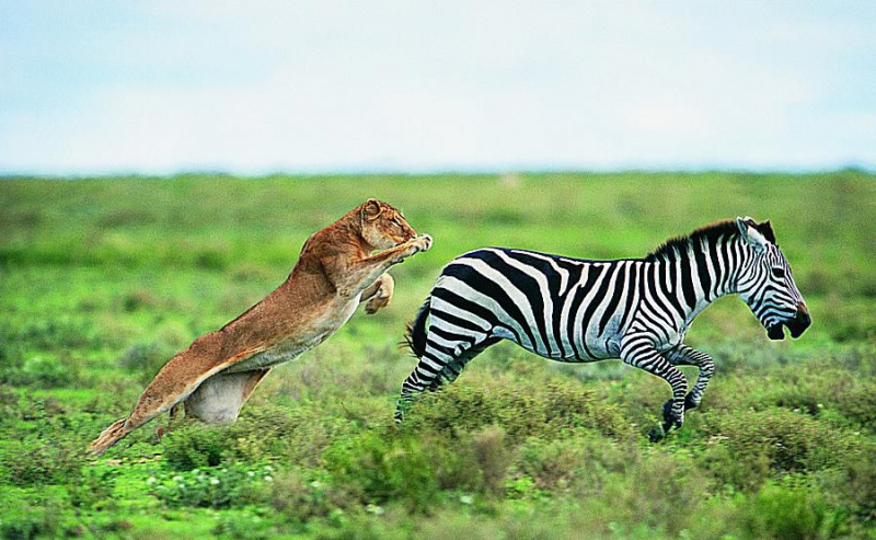 Un leone (Panthera leo) che caccia un Burchell
