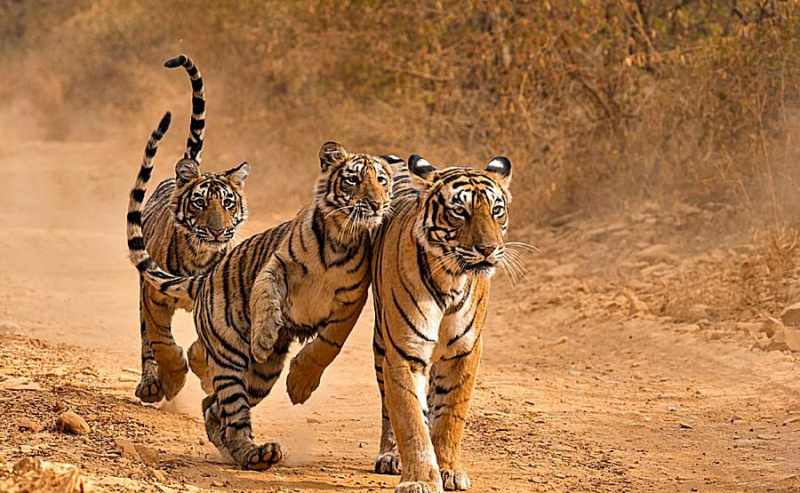 Una famiglia di tigri nel Parco nazionale di Ranthambhore, in India.