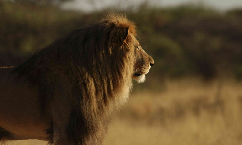 leone che guarda in lontananza