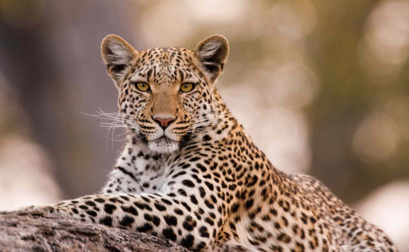 leopardo seduto sulla roccia