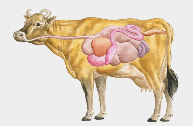 intestins de vache