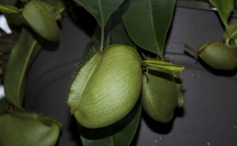 熱帯食虫植物