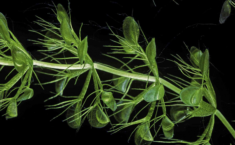 Aldrovanda vesiculosa (水車植物、水のバグトラップ)
