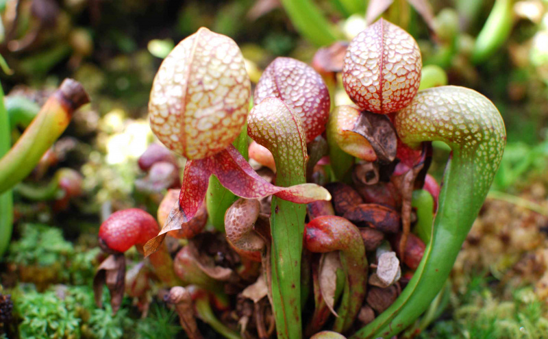 Darlingtonia californica、カリフォルニア ピッチャー プラント、コブラ ユリまたはコブラ プラントとも呼ばれます。