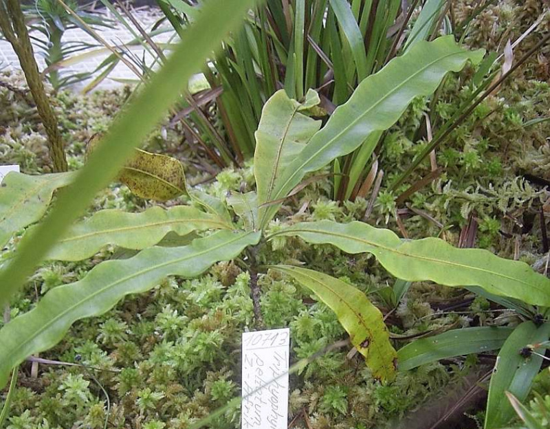 ボン植物園のTriphyophyllum peltatum