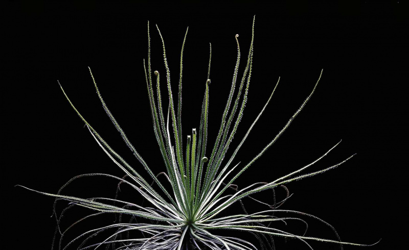 ポルトガルのサンデュー植物