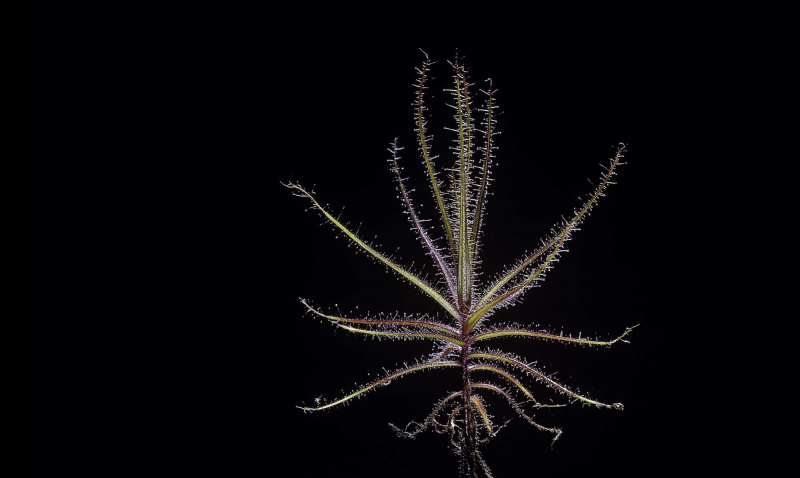 Roridula gorgonias (ヒタキの茂み)