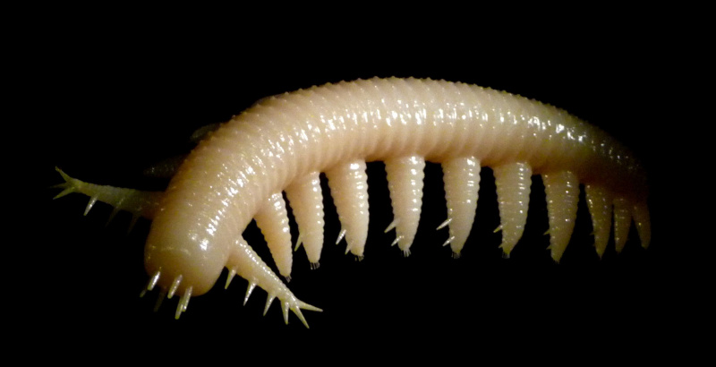 Aysheaia