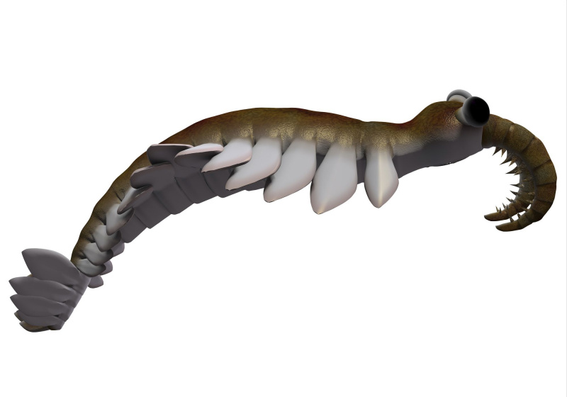 Anomalocaris