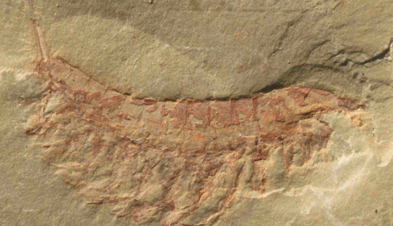 Leanchoilia