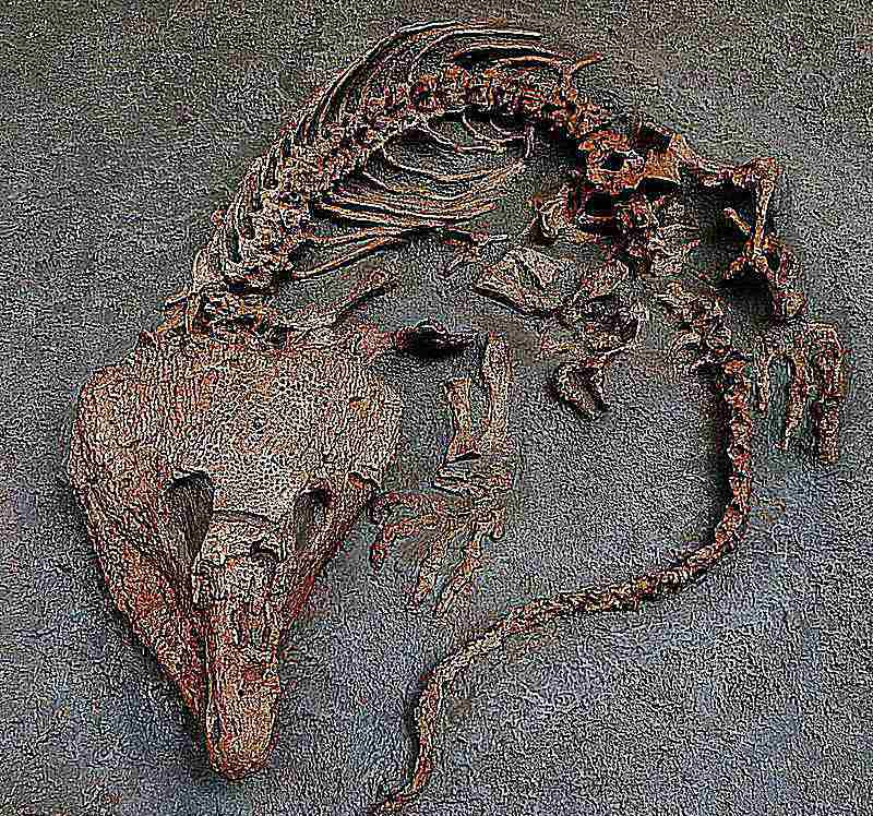 Labidosaurus