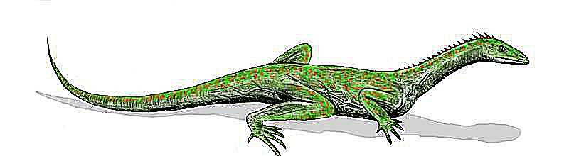 Makroknemus