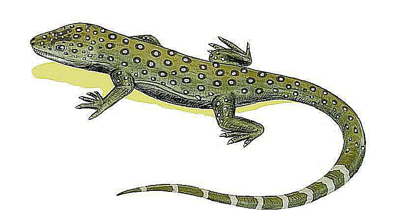 Milleretta