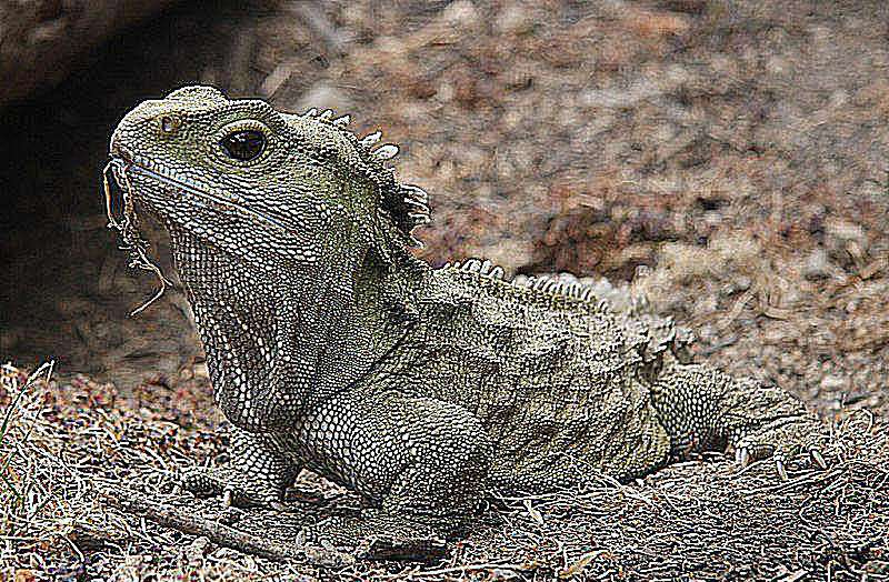 tutara