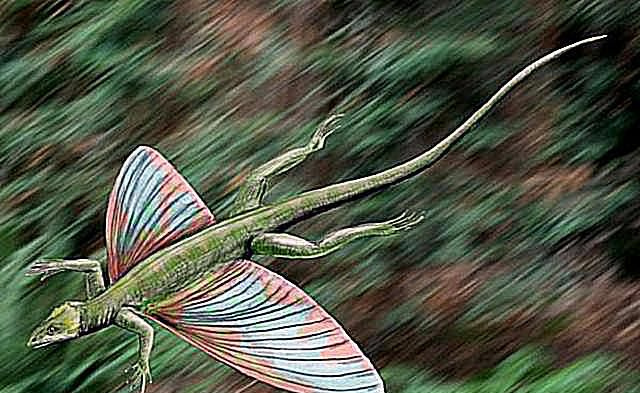 coelurosauravus
