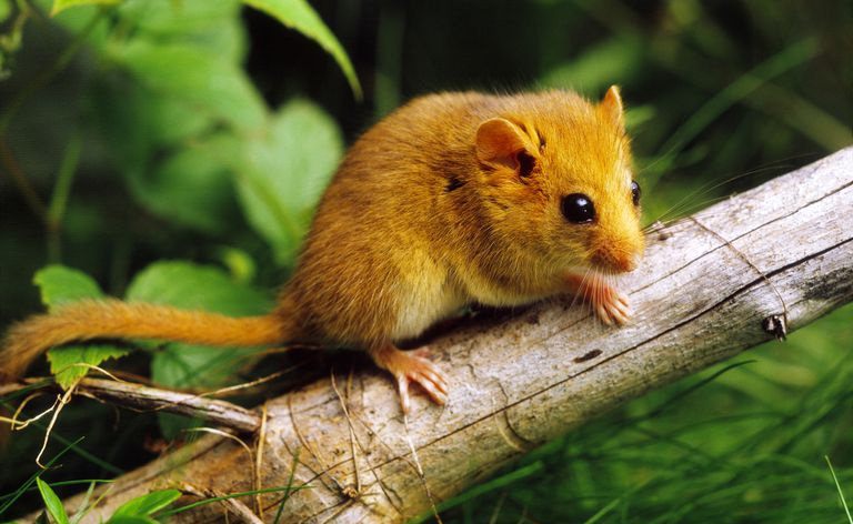 Gnagere - Rodentia
