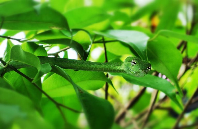 Serpente Verde Sull