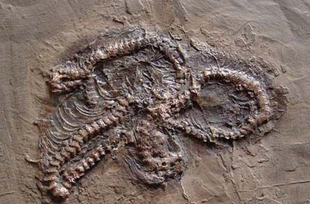 gigantophis