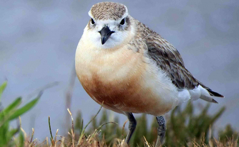 Nuova Zelanda Dotterel - Dusk Dotterel