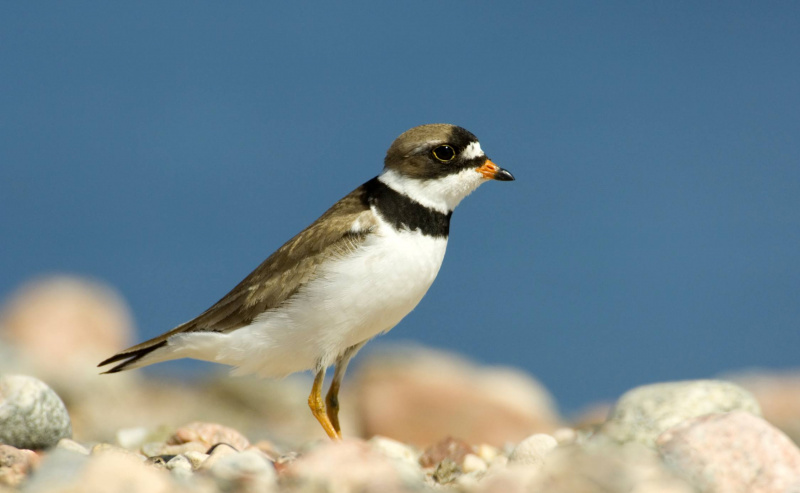 Piviere semipalmato - Charadrius semipalmatus