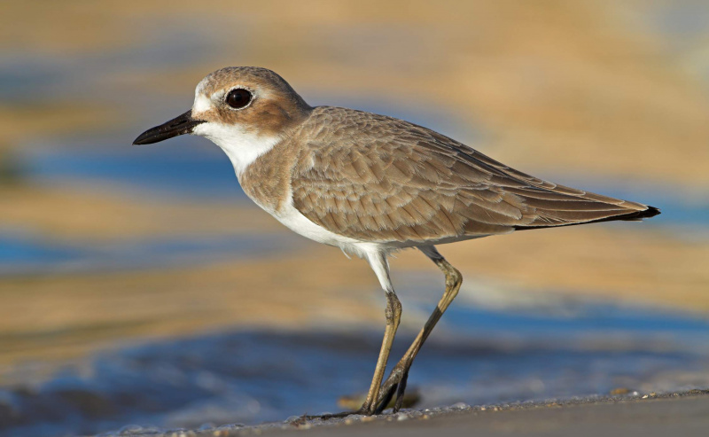 Piviere maggiore - Charadrius leschenaultii