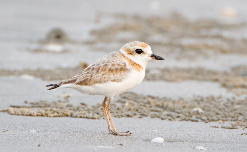 Piviere malese - Charadrius peronii