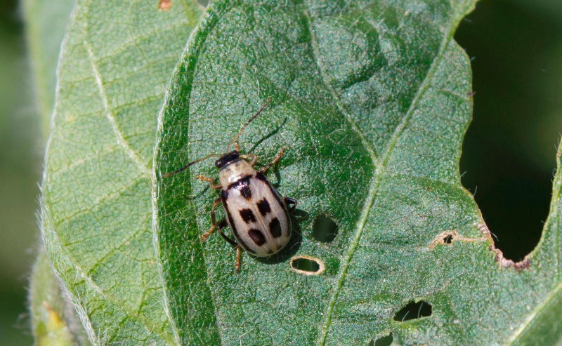 Escarabajo de hoja de frijol.