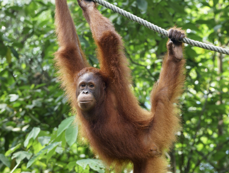 Un orangutan è appeso a una corda al Semenggoh Wildlife Rehabilitation Center di Kuching, nel Borneo