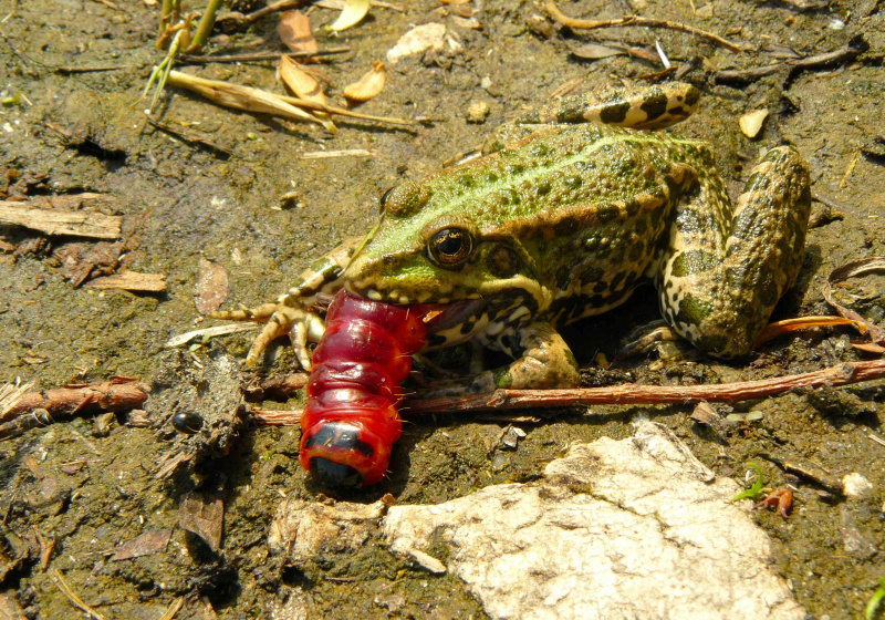 sapo engolindo lagarta vermelha inteira