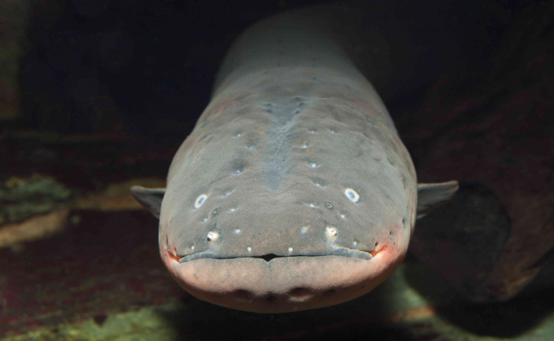 Anguila electrica