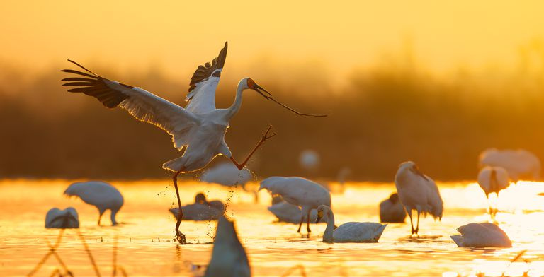 Grues de Sibérie dans le lac pendant le coucher du soleil