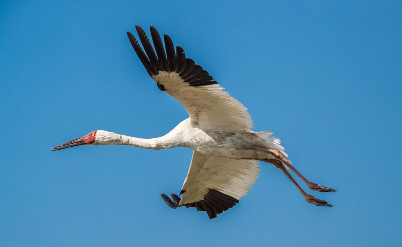 Grue de Sibérie (Grus leucogeranus) en vol