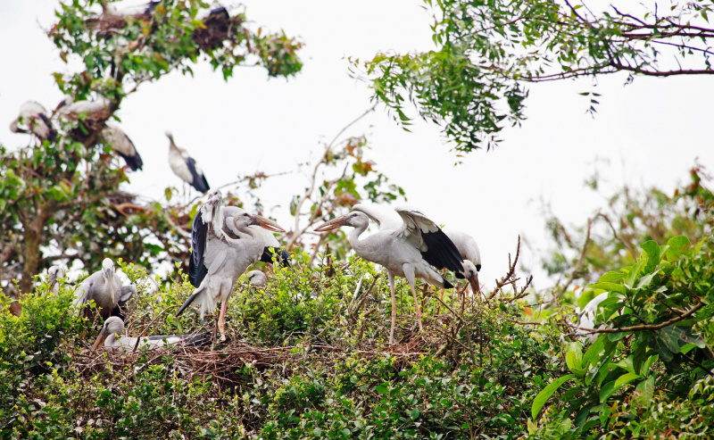 Groupe de grues de Sibérie